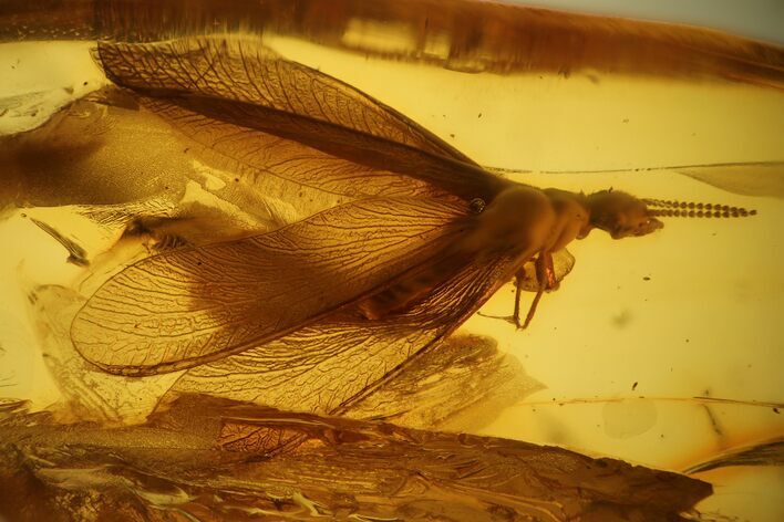 Detailed Fossil Winged Termite (Isoptera) In Baltic Amber #139022